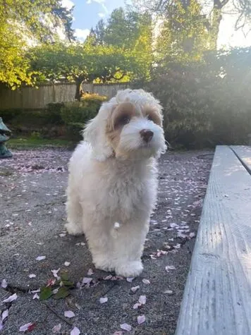A beautiful Labradoodle named Casper posing elegantly among cherry blossoms.