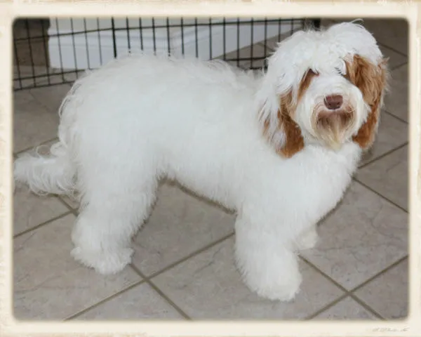 A beautiful Labradoodle named Gracie at 7 months, growing up gracefully.