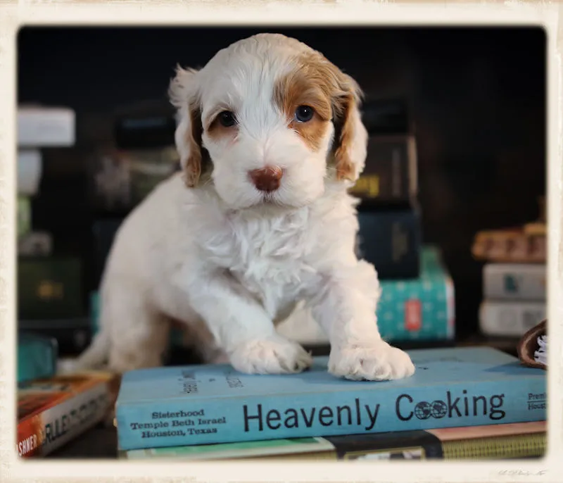 A beautiful Labradoodle named Gracie, soon to join a breeding program.