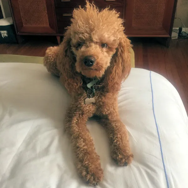 A beautiful Labradoodle named Sunny, happy and healthy, after a haircut.