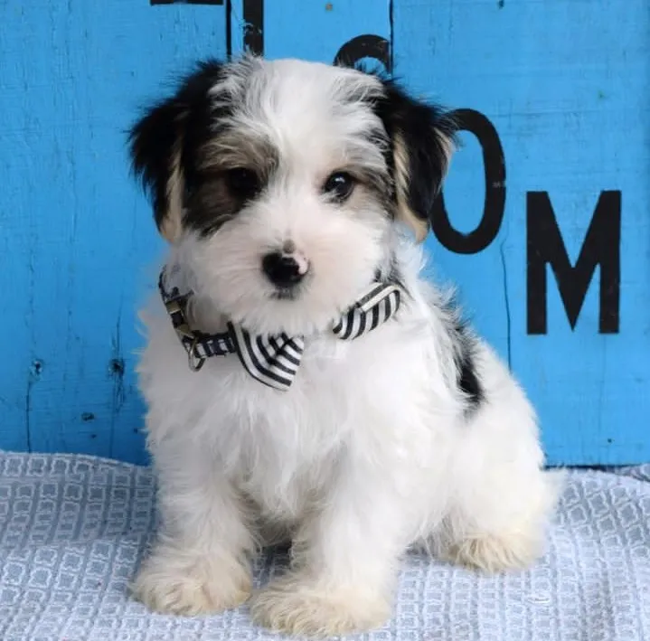 A beautiful Parti Yorkie proudly displaying its unique white, black, and tan tri-color pattern, demonstrating the recognized appearance of this specific type of Yorkshire Terrier.