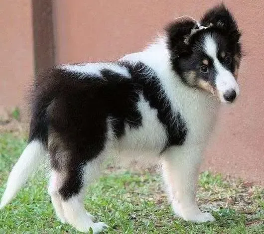 A beautiful sable Sheltie puppy, Gracie, wearing a leaf on her head, looking adorable