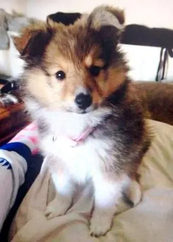 A beautiful Sheltie puppy, regal in her stance, asserting her presence as a queen