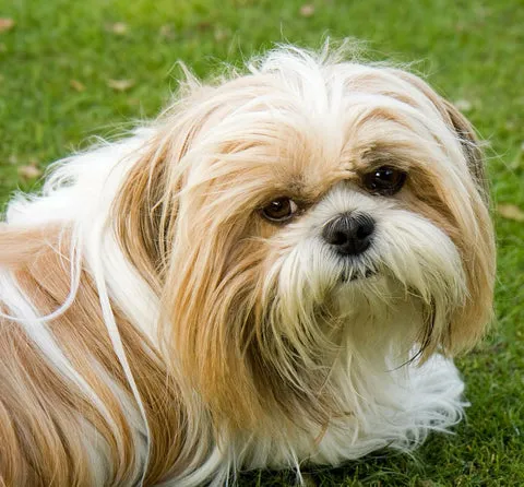 A beautiful Shih Tzu dog with its long, flowing coat, a popular low-shedding breed in India