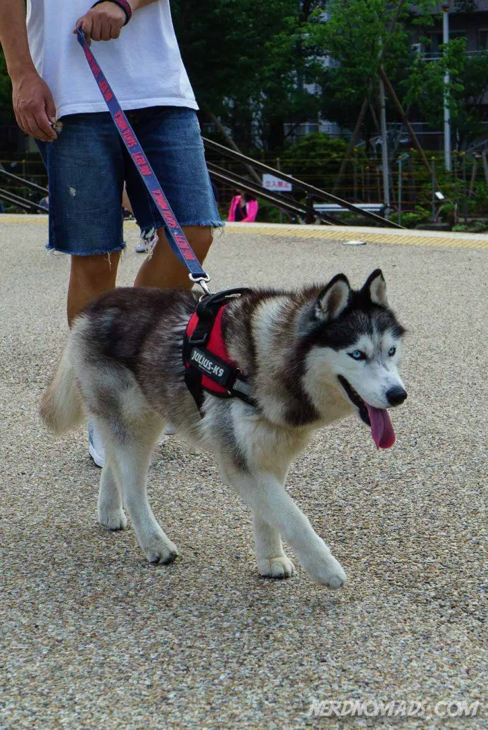 A beautiful Siberian Husky dog encountered on the streets of Tokyo, Japan
