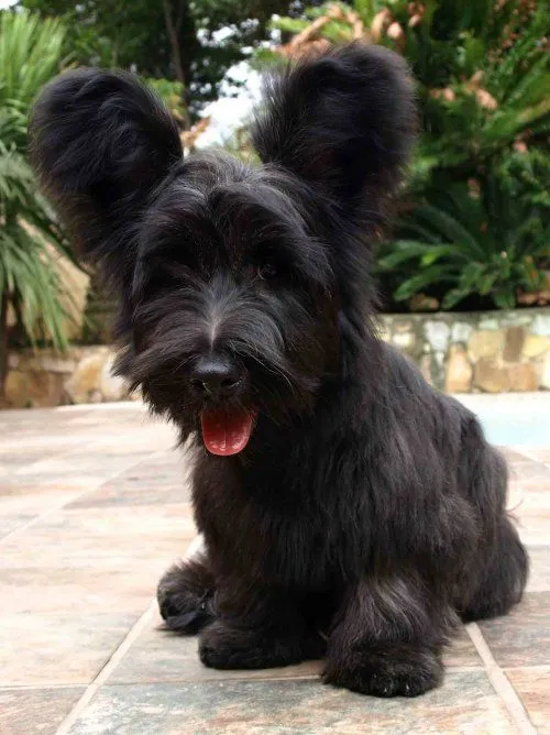 A beautiful Skye Terrier with long flowing hair sitting attentively