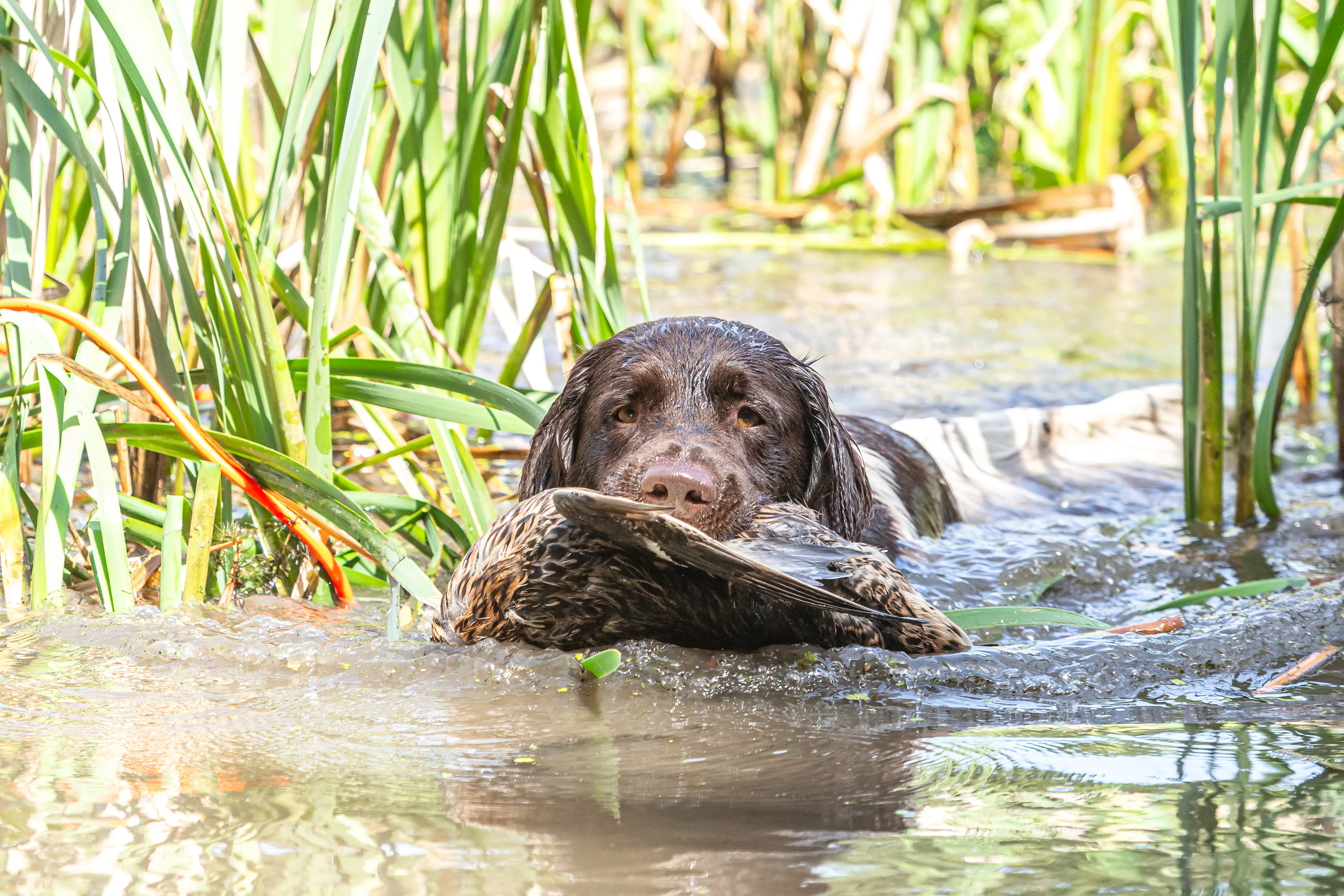 A beautiful Small Munsterlander, with its distinctive liver-and-white coat, confidently retrieves a duck from the water.