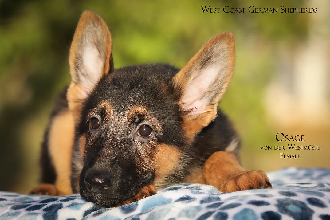 A beautiful solid black German Shepherd puppy sitting alertly in a grassy field.