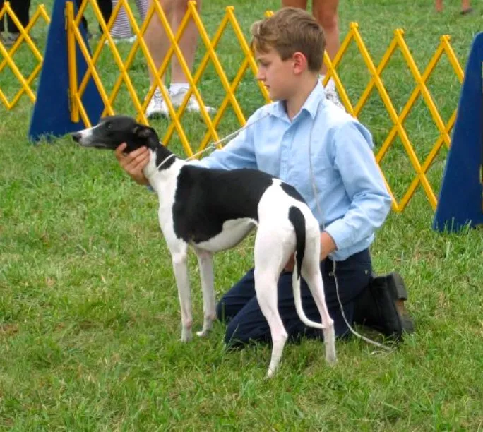 A beautiful whippet named Cassie standing proudly with a show ribbon.