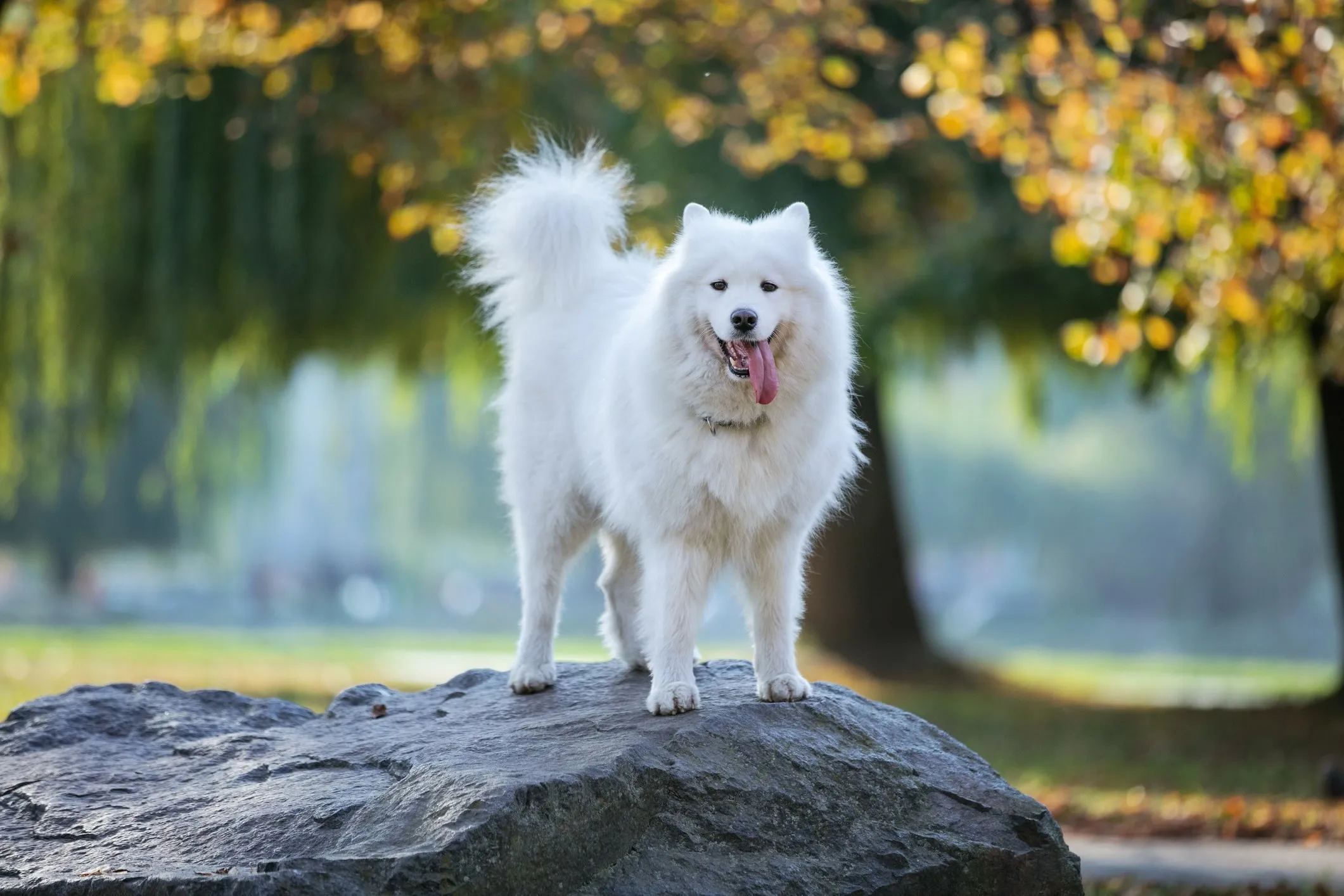 A beautiful white Samoyed dog standing gracefully on a large rock in a park, illustrating a fluffy white dog breed known for its friendly nature.