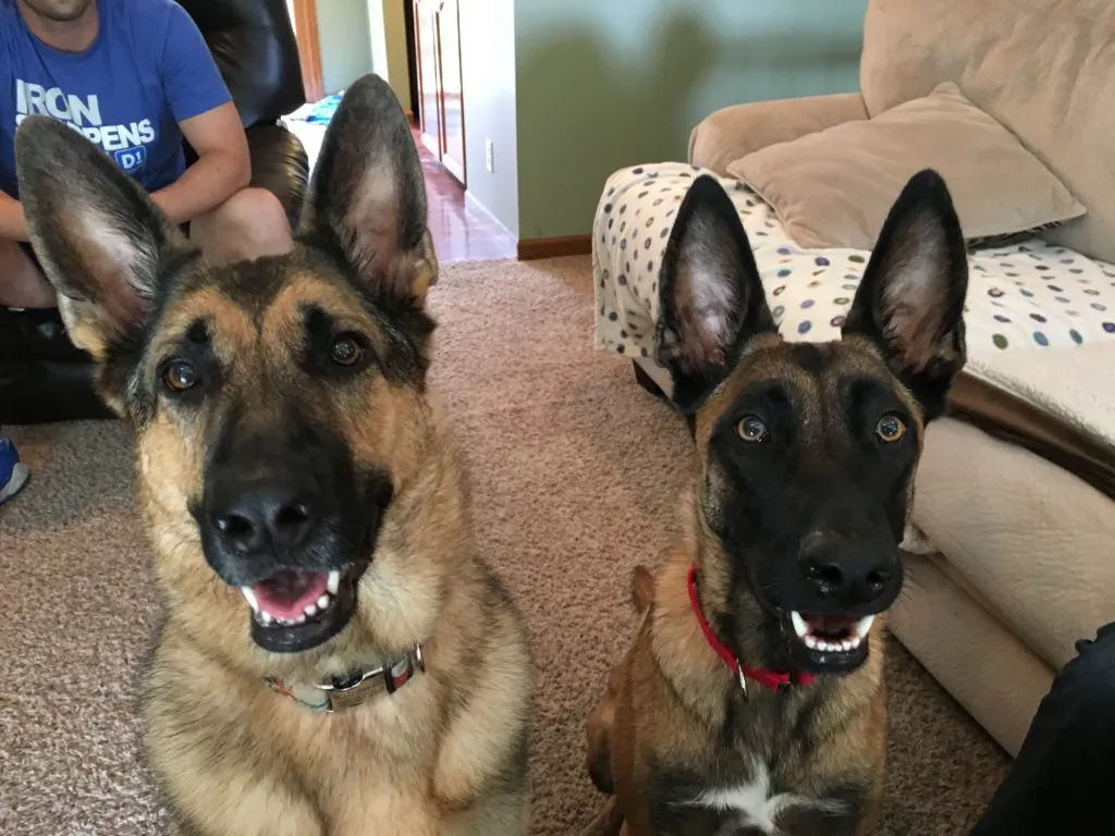 A Belgian Malinois and a German Shepherd sitting attentively during a training session.