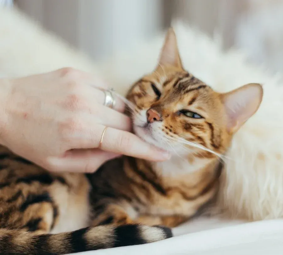 A Bengal cat lovingly rubbing against a person's hand, showcasing comfort and gentle handling provided by an ER vet team.