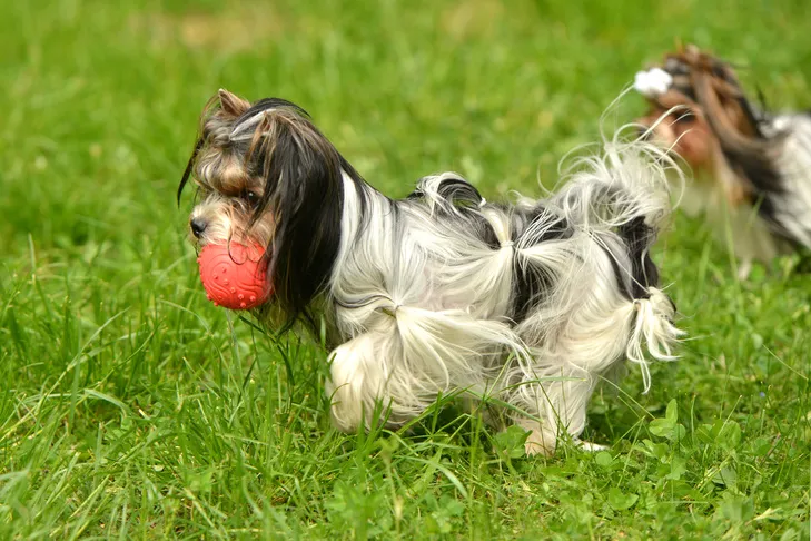 A Biewer Terrier running in the grass with a ball.
