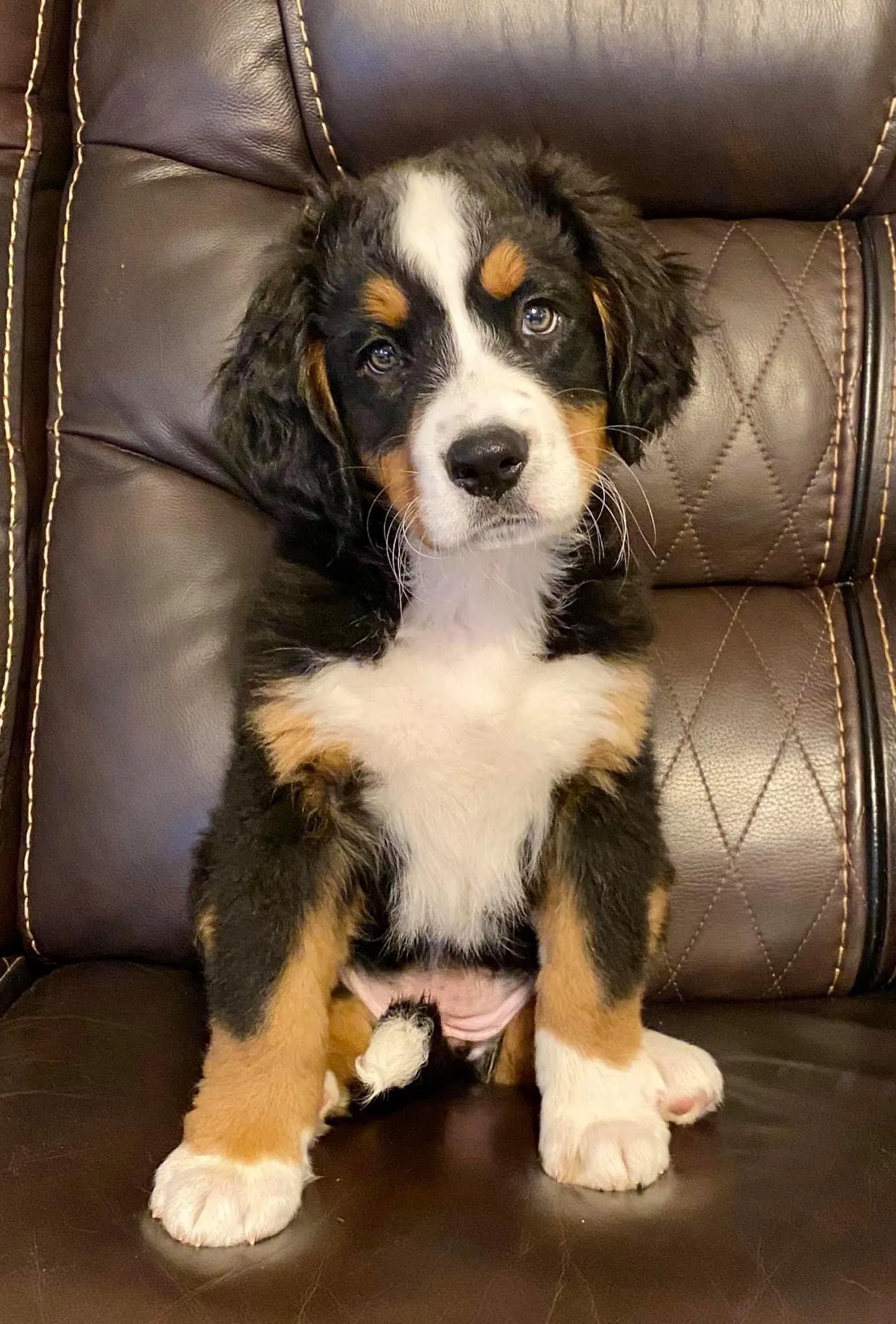 A black and tan Bloodhound puppy looking curious, with its head tilted slightly.