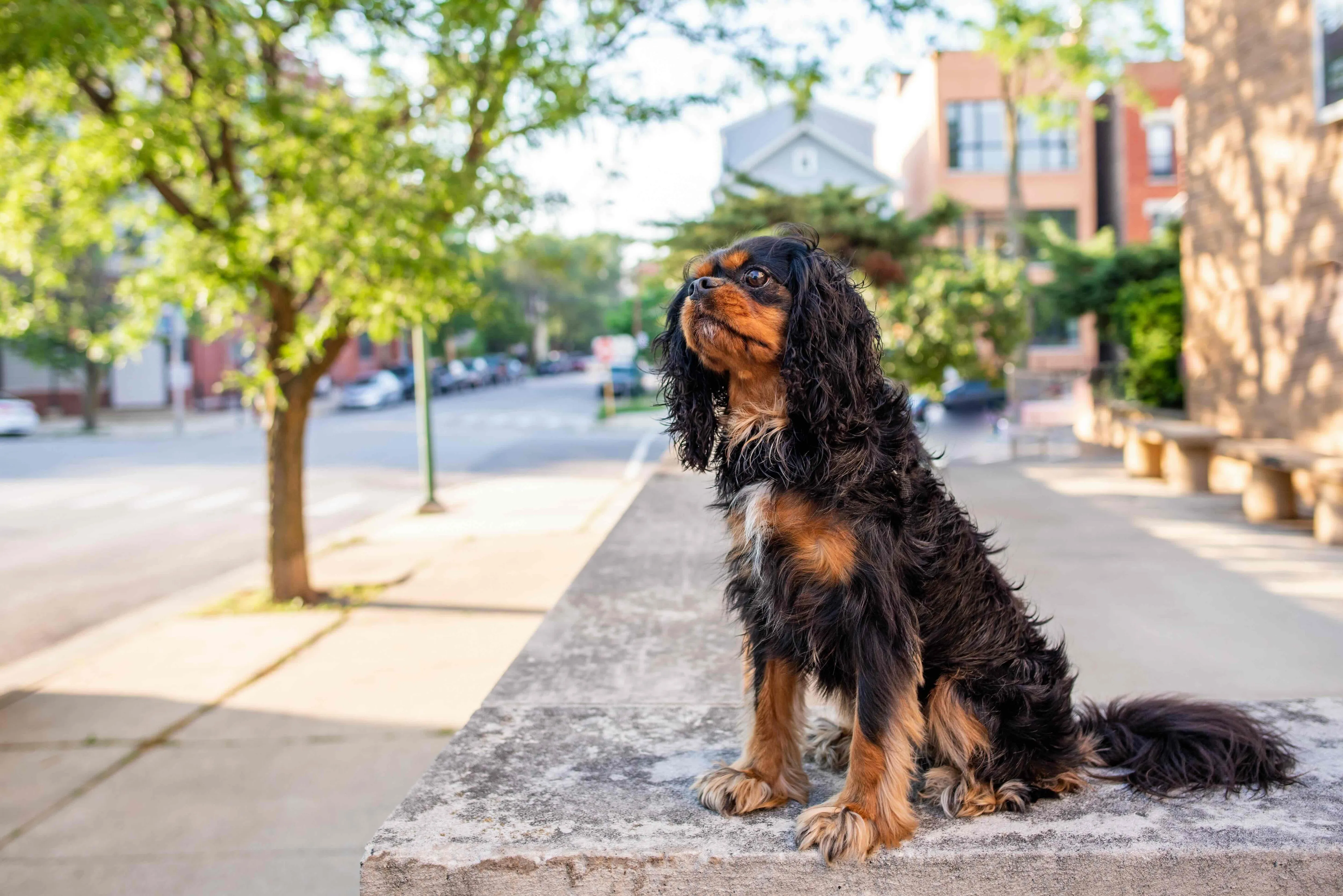 A black and tan Cavalier King Charles Spaniel sitting calmly on a city sidewalk
