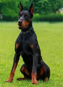 A black and tan Doberman Pinscher, a large breed dog with a deep chest, standing in grass, highlighting genetic risk factors for gastric dilatation-volvulus (GDV).