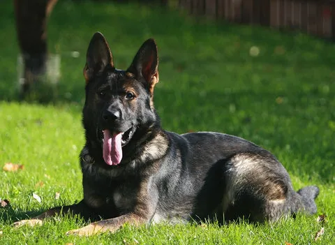 A black and tan working line German Shepherd looking focused and intense during training.