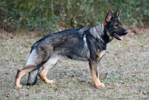 A black and tan working line German Shepherd standing alertly outdoors, showcasing its straight back and muscular build.