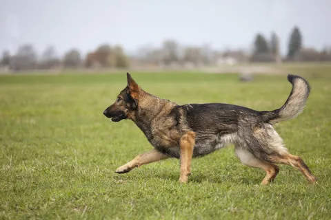 A black and tan working line German Shepherd with a short, dense coat, looking alert.
