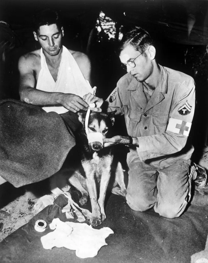 A black and white photograph shows a man holding a war dog while walking on a beach with other people in the background.
