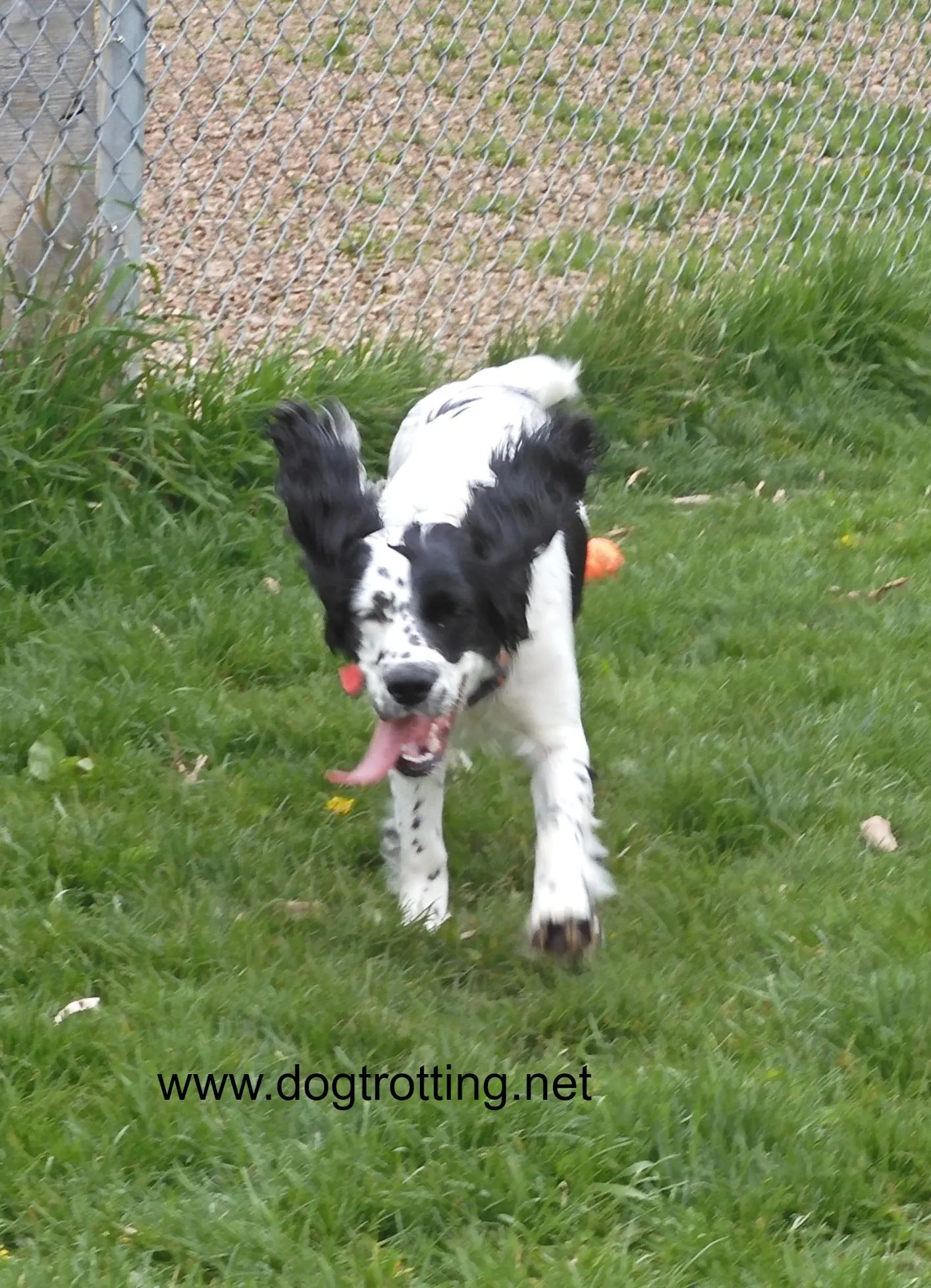 A black and white Sprocker Spaniel running joyfully in a grassy field
