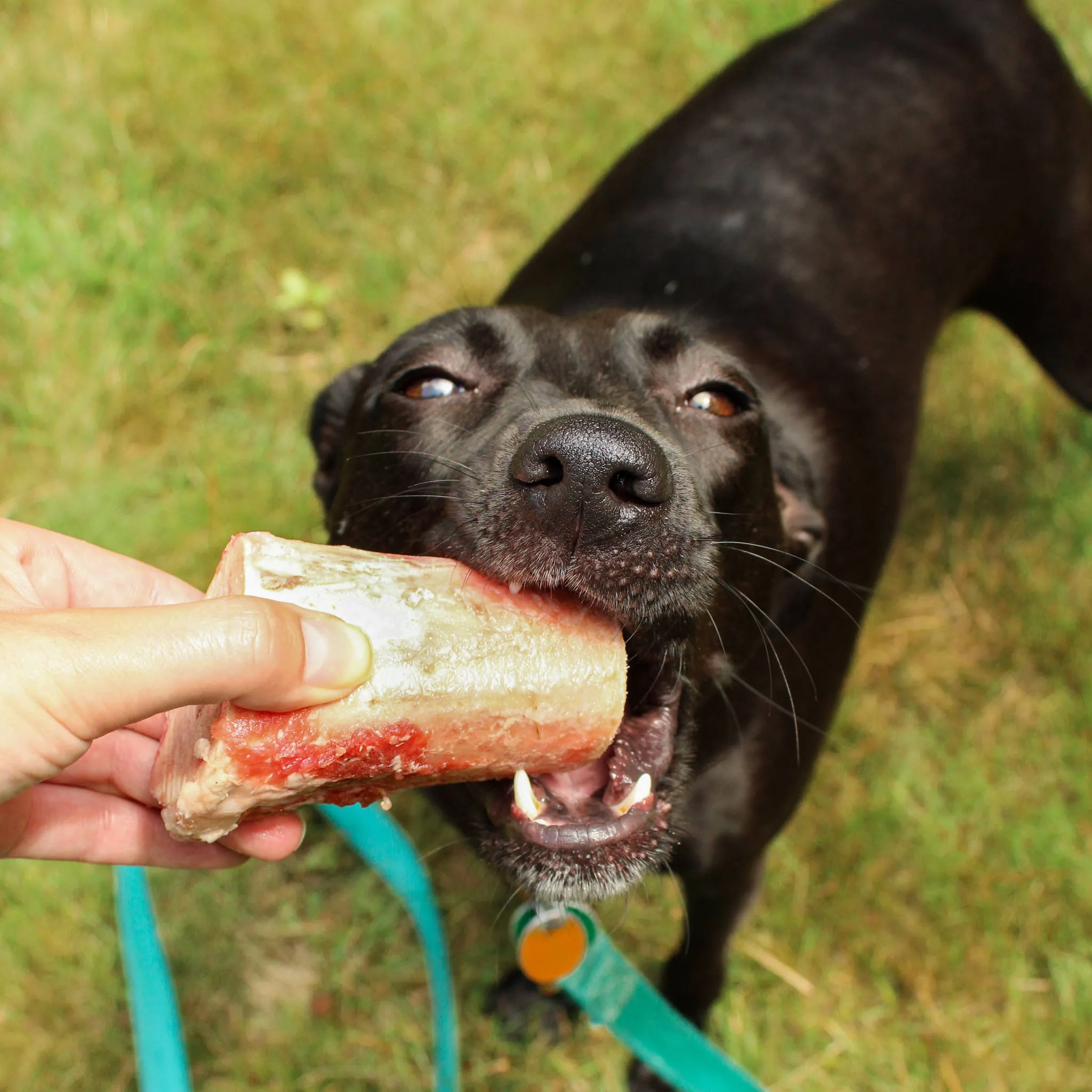 A black canine companion intensely chewing on a large raw bone, demonstrating the dental benefits of natural chews.