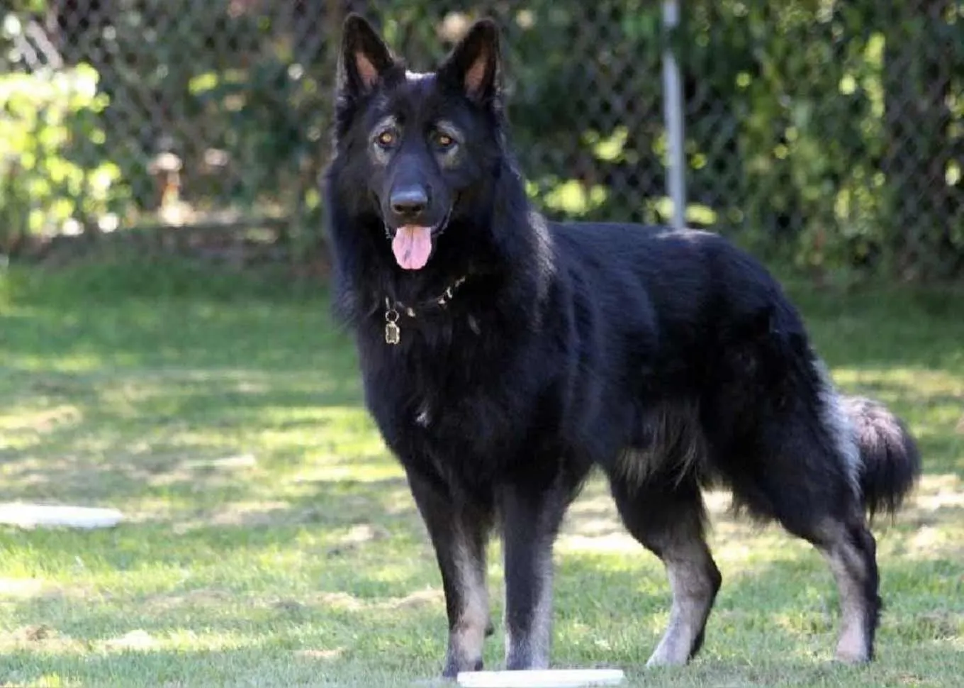 A black King Sheperd