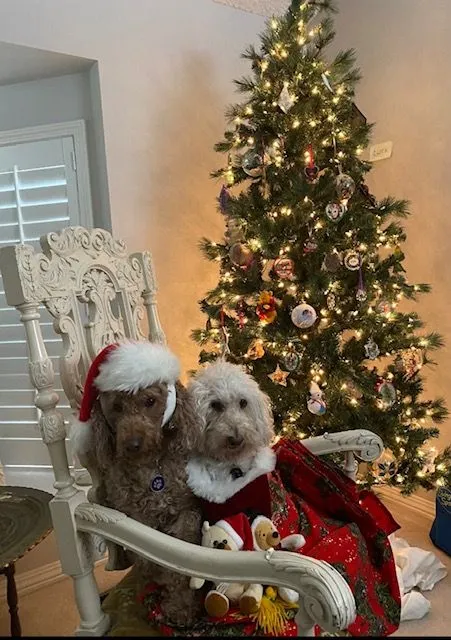 A black Labradoodle named Anabelle sitting on a cozy dog bed next to a smaller, apricot Labradoodle named Gidget.