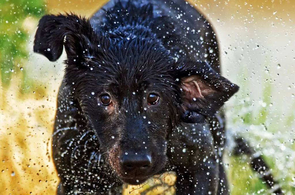 A black Labrador retriever energetically runs through shallow water, creating splashes, with a focused expression as it retrieves game during a hunt.