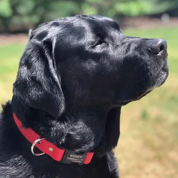 A black Labrador retriever wearing a waterproof collar with a quick-release buckle