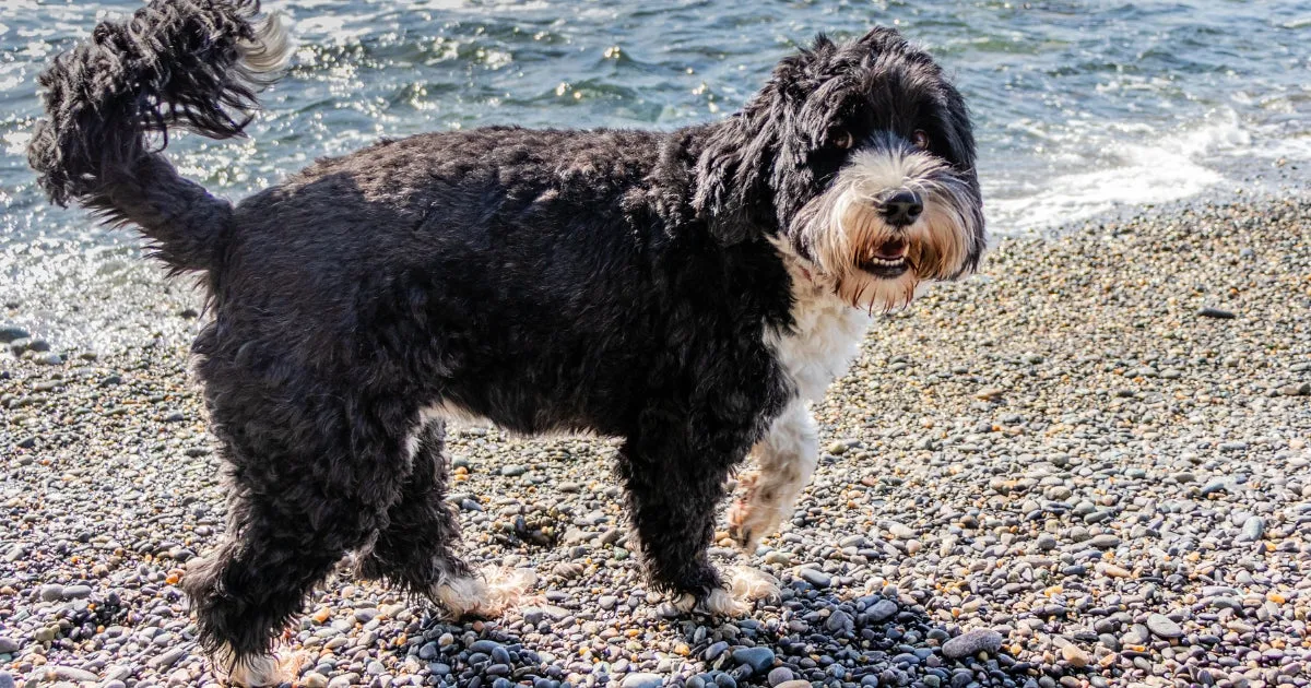 A black Portuguese Water Dog with a curly coat and white markings, walking confidently at the water's edge.