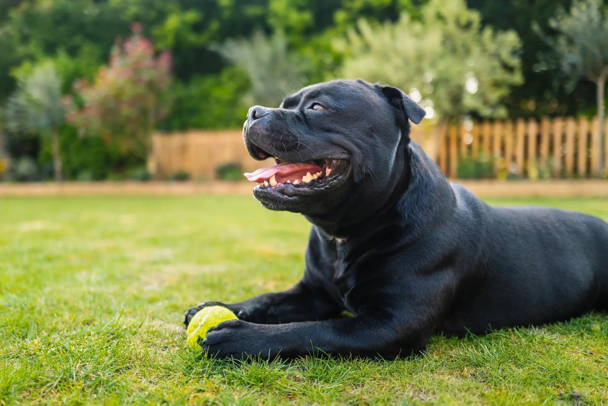 A black Staffordshire Bull Terrier lying in grass with a tennis ball, emphasizing its muscular build and gentle expression.