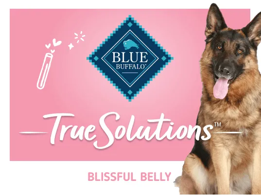 A blue buffalo blissful belly wet dog food can in a dog bowl next to a happy dog