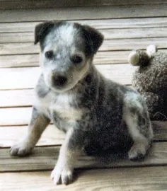 A blue heeler dog with a white chest, standing alertly, showing a broader head shape than a typical ACD and ears set slightly lower.