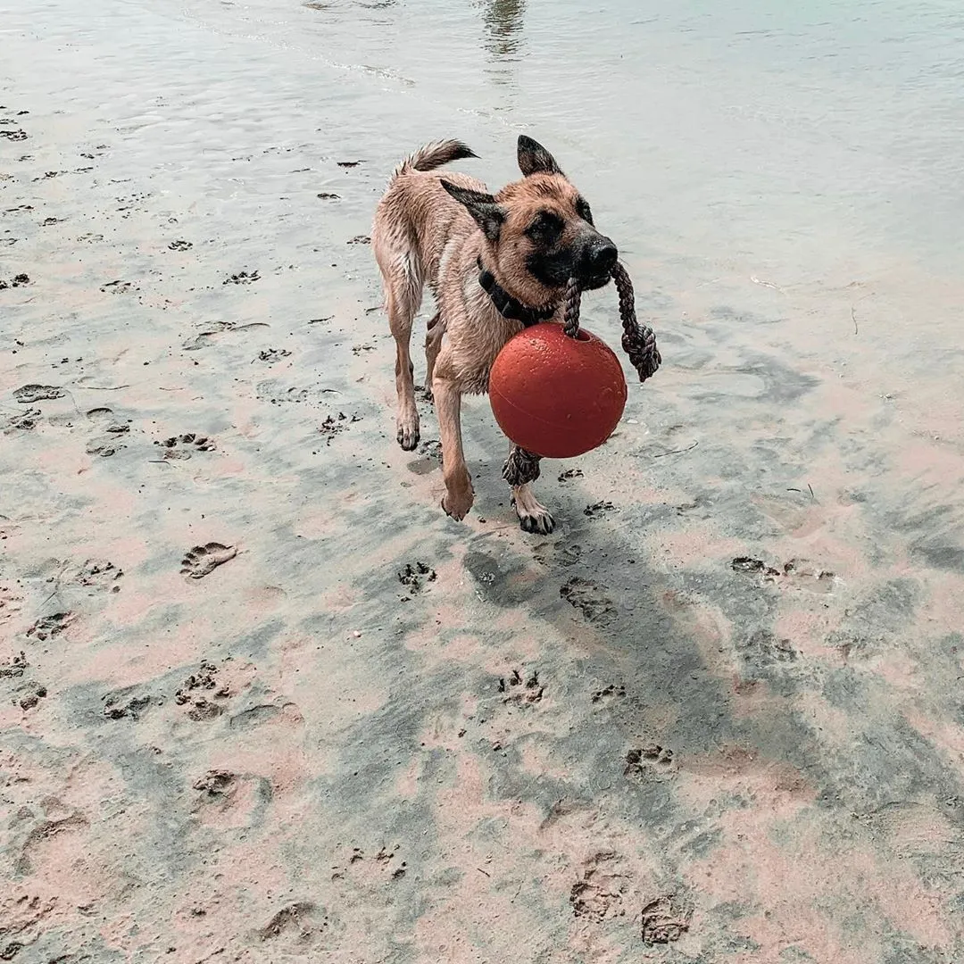 A blue Romp-n-Roll Jolly Ball dog toy with a rope handle, designed for versatile outdoor play including kicking, tugging, and throwing.