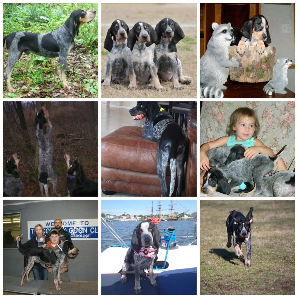 A Bluetick Coonhound with its characteristic coat