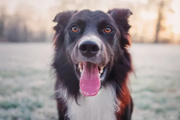 A Border Collie dog enjoying a walk in a grassy field