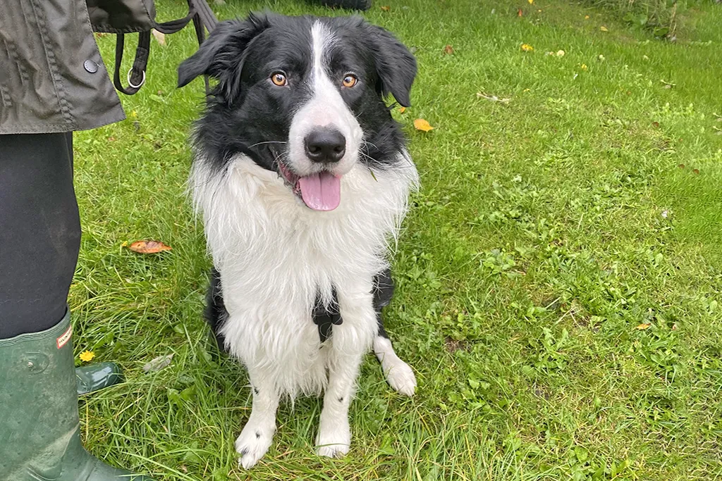 A Border Collie on a lead looking alertly at another dog in the distance.