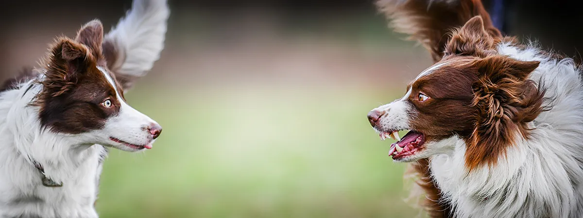 A Border Collie puppy looking attentively at its owner during a training session