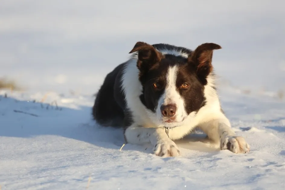 A Border Collie resting in a field