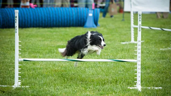 A border collie skillfully navigating an agility course, demonstrating the excitement and challenge of agility training