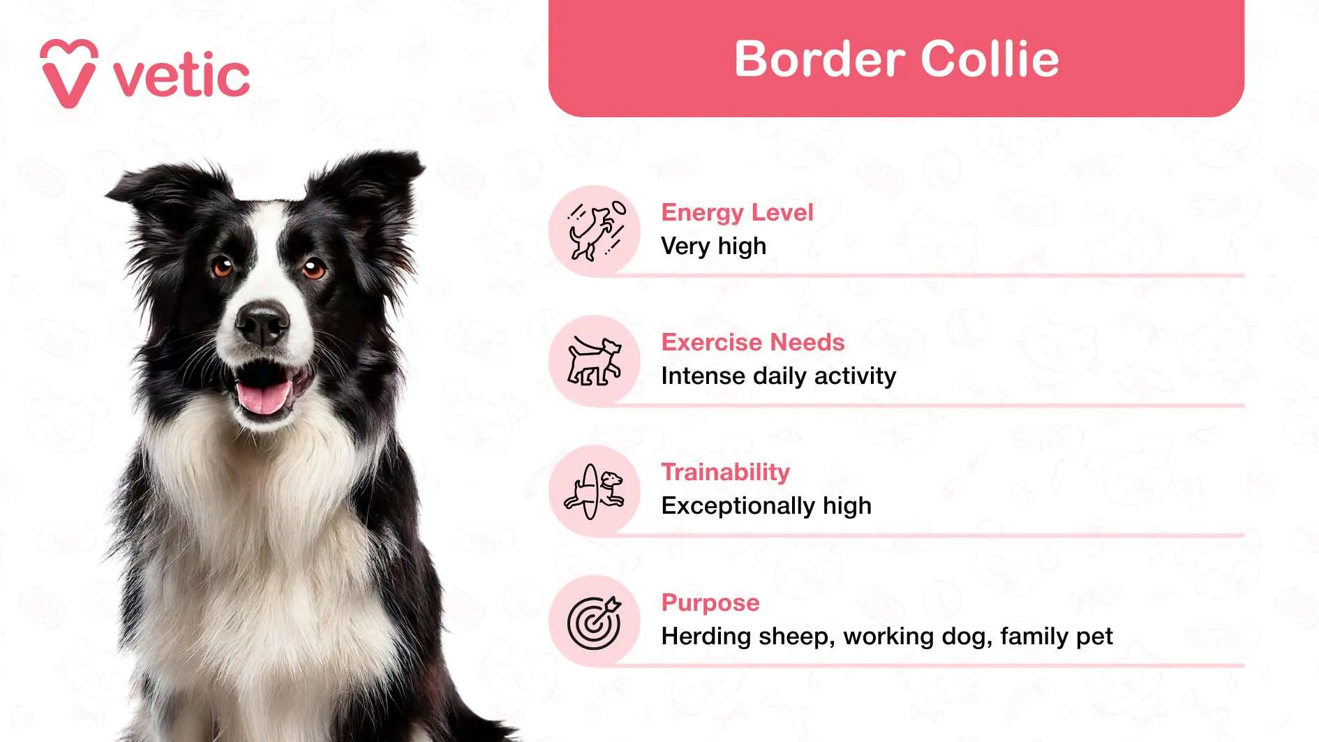 A Border Collie, symbolizing an intelligent and active friendly dog breed ideal for energetic families in India.