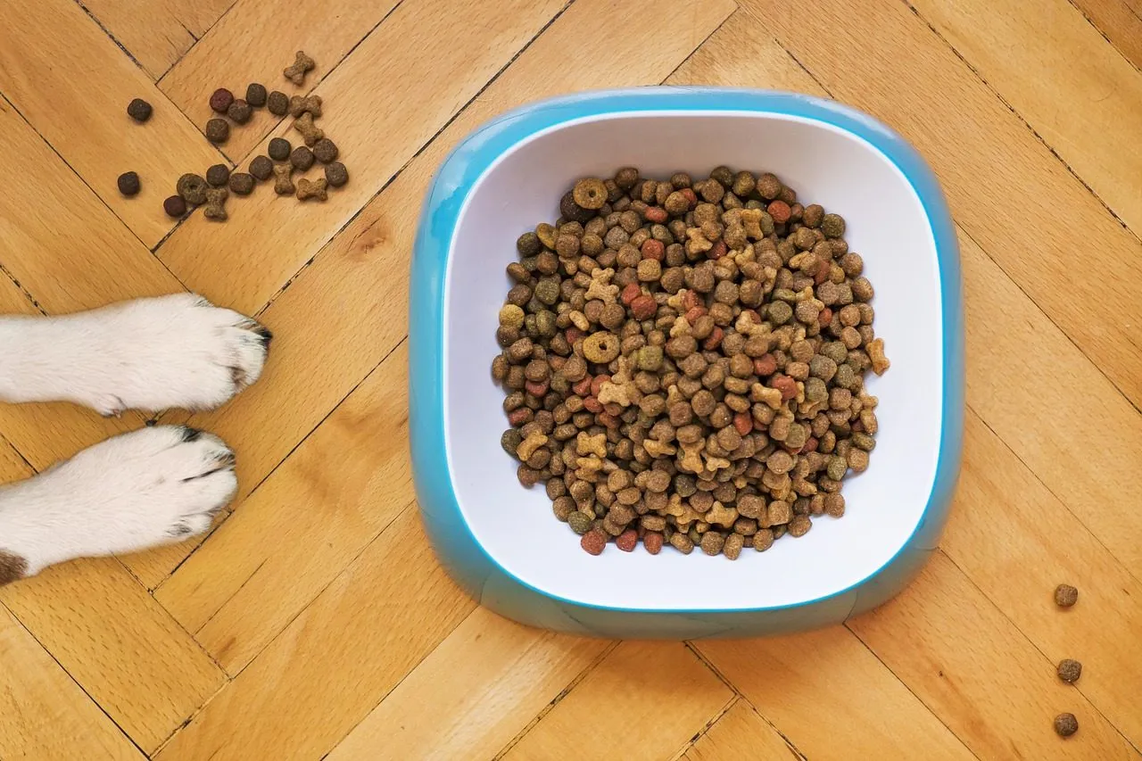 A bowl of dry dog food sits on a floor