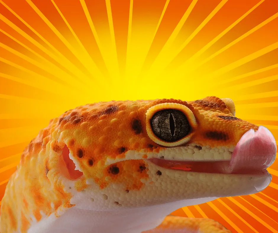 A bright gecko, representing the diverse selection of reptiles and reptile supplies available at a dedicated exotic pet store.