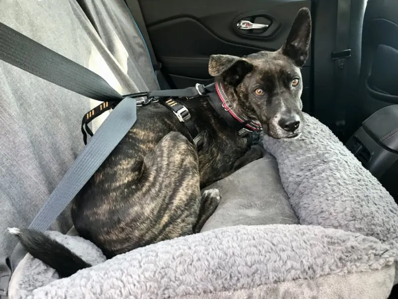 A brindle dog wearing the Kurgo Enhanced Strength Tru-Fit Harness in a car