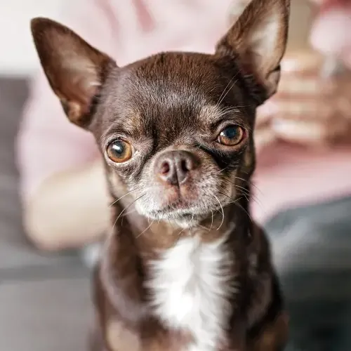 A brown and white Chihuahua with striking markings, illustrating a common bicolor coat pattern