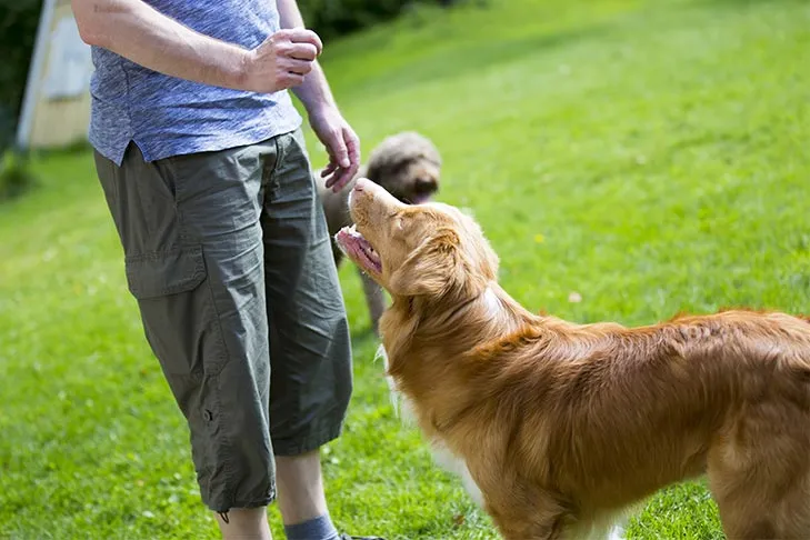 A brown and white Nova Scotia Duck Tolling Retriever is actively engaged in training in a grassy park, focused on its task.