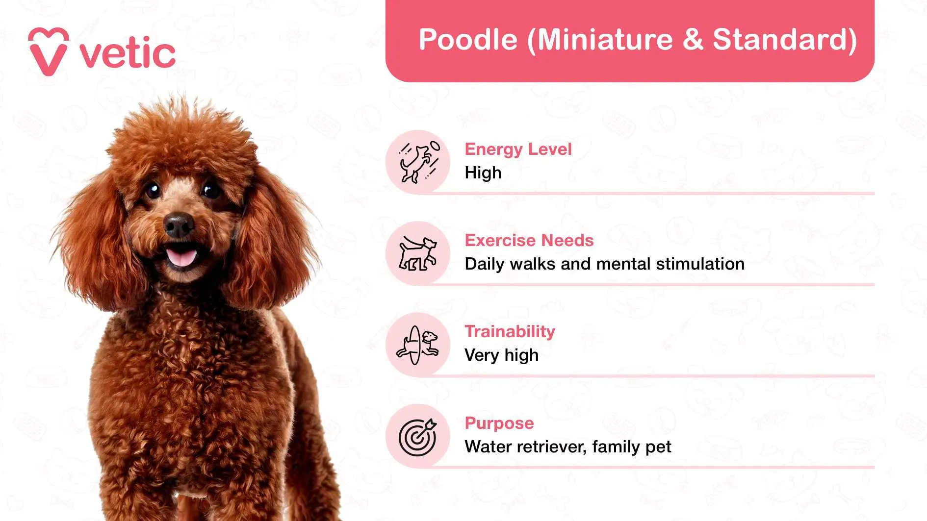 A brown curly-coated Poodle, highlighting its intelligence and playful nature as a friendly dog breed for families in India.