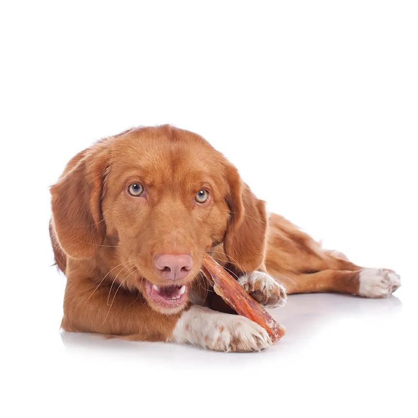 A brown dog happily chewing on a bone-shaped treat
