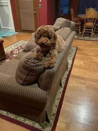 A brown Labradoodle named Lucy sitting on the back of a sofa, looking alert and intelligent.